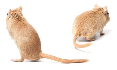 鼠和羊的属相能婚配吗（1984年属鼠和属羊的配好不好）