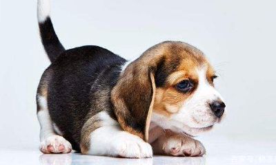 属狗和什么属相三合（属牛的三合贵人）