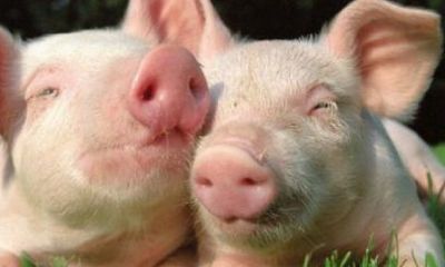 虎年出生的人2023年每月运程（2023年属虎本命年）