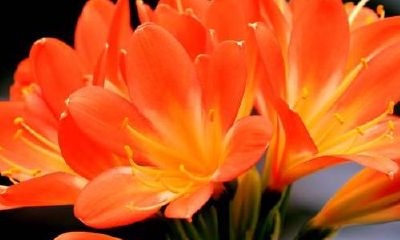 君子兰开花风水（哪个方位运气最好）