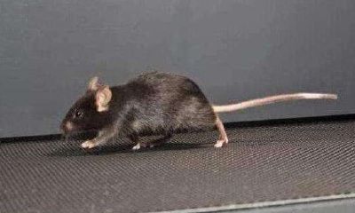 梦见老鼠爬到自己身上被自己抓住（女人梦到老鼠爬到身上咬）