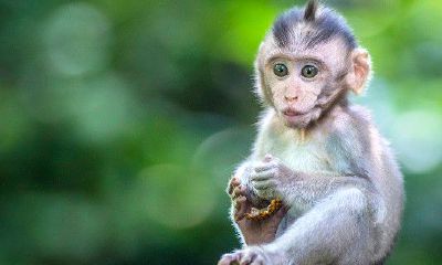 属猴男人的运势（属猴人一生的命运和运势）