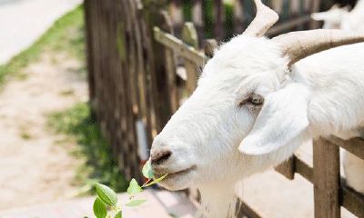 属兔和属羊的人在一起好不好（属兔和属羊合作好不好）