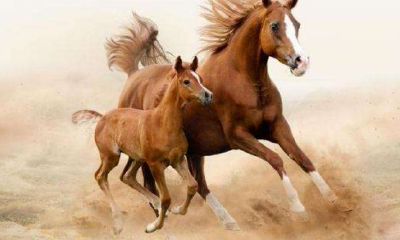 七八年属马今年运势（1978年属马女今年的运气如何）