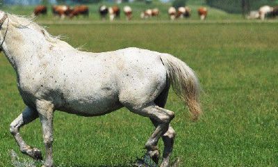 78年属马44岁婚姻状况女男（1978年属马男人的婚姻状况）