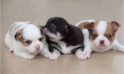 怀孕梦到狗生了一窝小狗是什么意思（十二星座代表什么神圣动物）