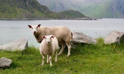 1991属羊今年2023实岁是多少（1991年生肖羊2023年运势）