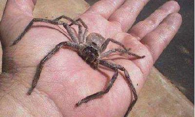 蜘蛛上身什么预兆（身上落蜘蛛有什么预兆）