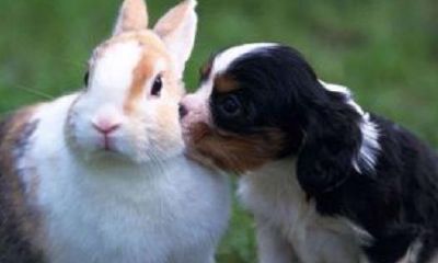 1999年是什么生肖年（1999年属什么生肖的命）