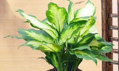 门口放什么绿植招财（门口放什么植物招财）