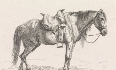 马跟什么属相合财（属马人比属虎人强在哪）