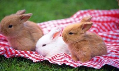 属狗的和属兔的结婚好吗（属狗和属兔的婚姻怎么样）