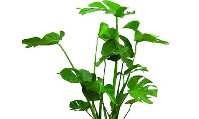 财位上放龟背竹好吗（财位放龟背竹好不好）