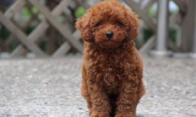 泰迪狗起名字男孩（1986年属虎的男士婚姻）