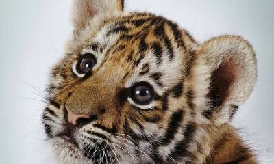 虎生肖是多少岁（生肖属虎人34岁婚姻）