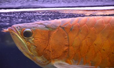 孔雀鱼是招财鱼吗（什么鱼招财镇宅又好养）