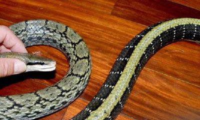 做梦梦见蛇跑了（梦见蛇跟自己说话是什么意思）