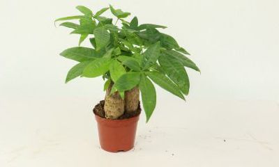 招财树怎么插秧（招财树摆放图）