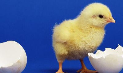 属鸡的人适合养什么小动物（属鸡的家里放什么动物好）