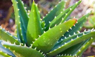 花开的好预兆（家里开花了有什么预兆）