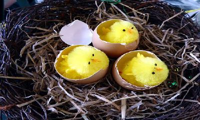 梦见小鸡周公解梦大全查询（周公解梦梦见很多鸡）