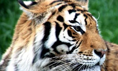 孕妇梦见老虎是什么意思周公解梦（梦见老虎是什么预兆周公解梦）