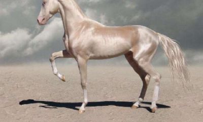 马和猪的婚配属相好吗（猪和马属相配婚姻如何）