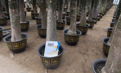 招财树没有根怎样养出根（招财树怎样生根快）