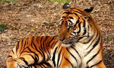 虎年生肖运程（1974年属虎的运程）