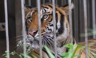 属虎今日运势8月4日（属虎今日运势非常网）