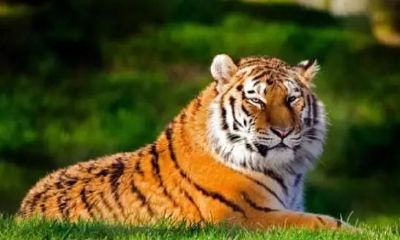 属虎的男孩性格特征和脾气（属虎男的性格和优缺点）