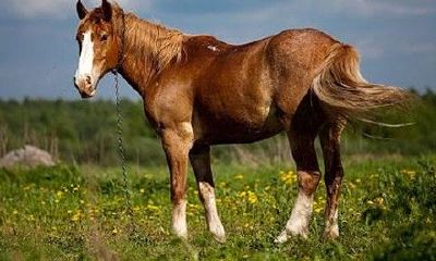 属马今年有桃花劫吗（属马的六个合贵人）