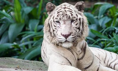 属虎女戴什么玉吊坠走运最好（属虎的男孩佩戴什么玉器）