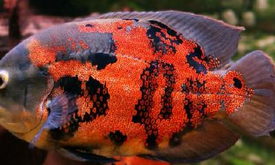 招财鱼吃水草有影响吗（招财鱼能和蓝鲨鱼一起养吗）