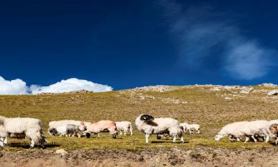 1991年属羊九月生人命运（属羊女几月出生是富婆命）