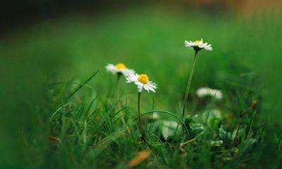 什么生肖旺老虎财运（属虎的和什么属相财运最旺）