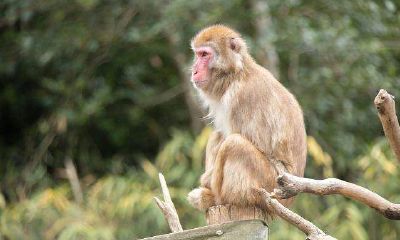 属猴的最佳婚配属相（女的属猴子的最佳配偶）