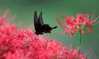 天蝎座对待婚姻（2023年天蝎男婚姻状况）