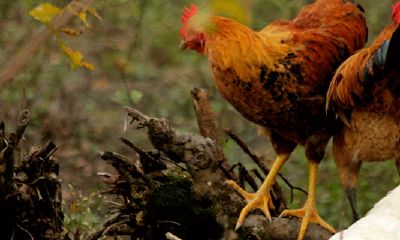 1994年属狗人一生财运（94年属狗2023年财运咋样）