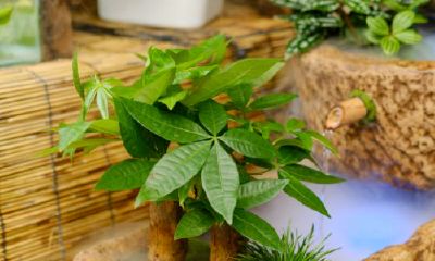 招财树咋修剪（招财树怎么剪枝和压枝）