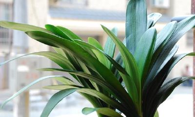 卧室窗户放什么招财（卧室摆什么招财最好）