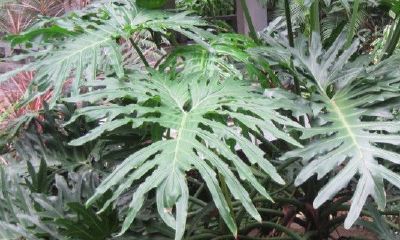 办公室养什么植物可以带来财运（办公室适合放什么植物招财）