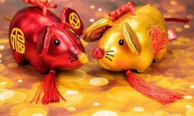 1995年属猪的一生三大坎（95年属猪的命怎么这么苦）