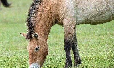 1990年属马五行缺水（1990年属马30岁运气）