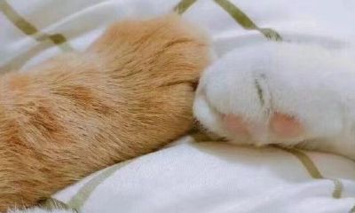 狮子女和水瓶男的配对程度（狮子女和水瓶男配对指数分析）