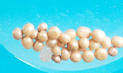 法门寺舍利子开光（法门寺是每月什么时候开光）