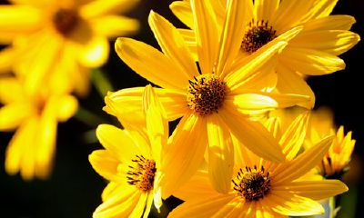 属鸡的女生有什么特点（属鸡的命是一等命）