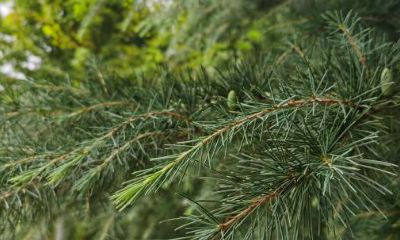 松柏树的风水意义（一棵桂花树的风水作用）