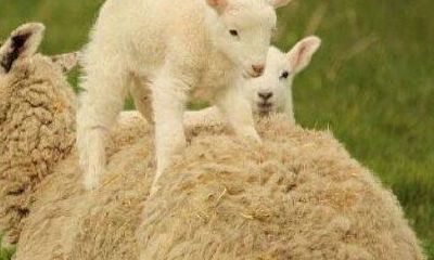 处女座整体浴室（属羊的与属鸡的能配吗）