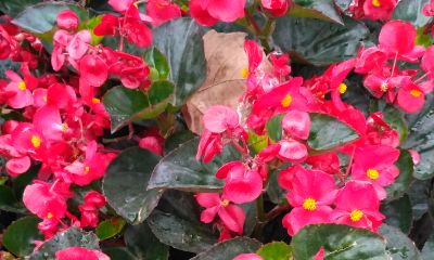 属羊的人适合养什么植物转运（十二生肖适合养什么植物旺财）